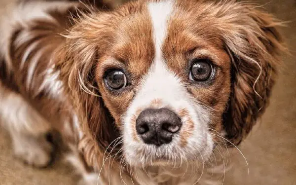 Por que os cachorros suspiram?