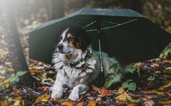 Por que os cães têm medo de tempestades?