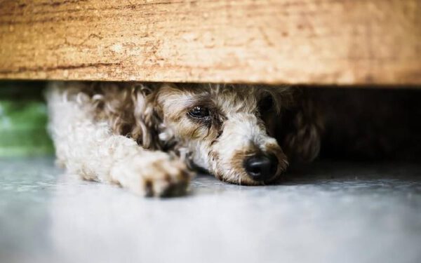 Por que os cães têm medo de tempestades?