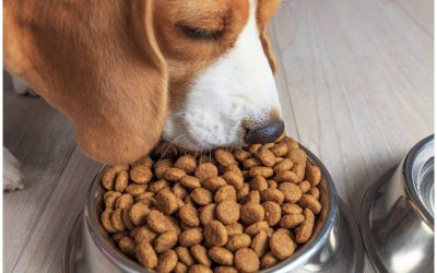 Qual a quantidade certa de comida para cachorros?