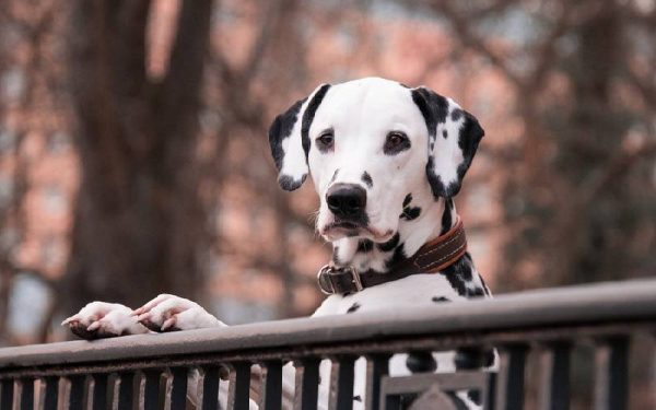 Qual é a idade dos cachorros em anos humanos?