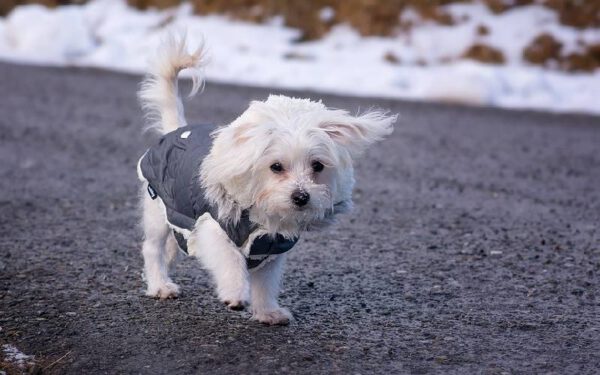 Quantas vezes o cachorro deve passear?