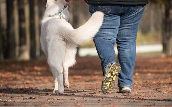 Quantas vezes o cachorro deve passear?