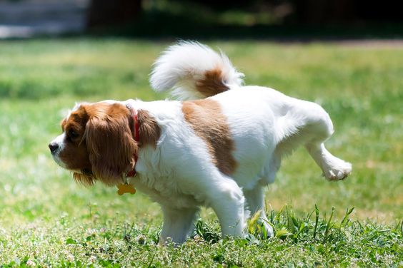 Quantas vezes o cachorro precisa fazer xixi?