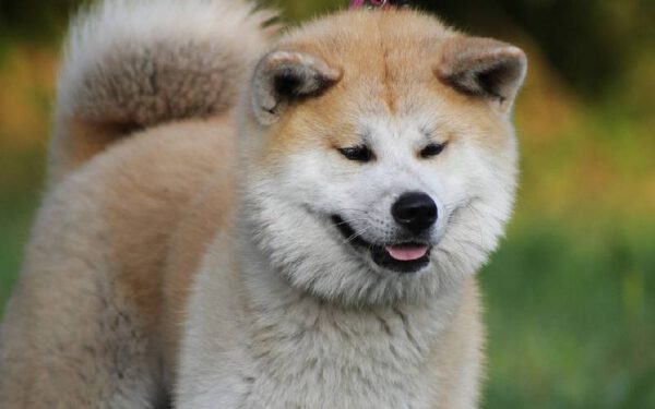 As 12 melhores raças de cães para quem trabalha fora As 12 melhores raças de cães para quem trabalha fora