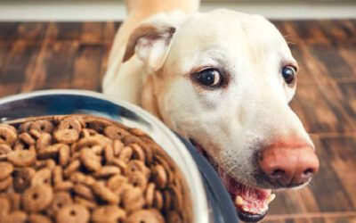 Cachorro comendo rápido demais: o que fazer?