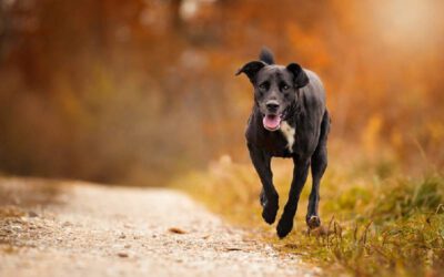 Retriever-do-labrador-problemas-de-saude-mais-comuns