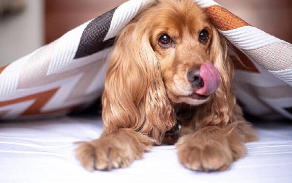 Cama para cachorro: Como escolher a melhor