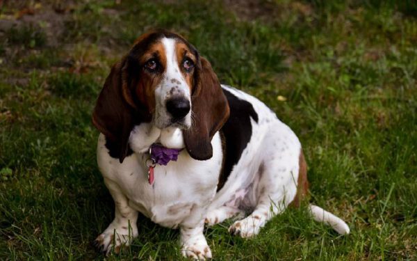 As 12 melhores raças de cães para quem trabalha fora As 12 melhores raças de cães para quem trabalha fora