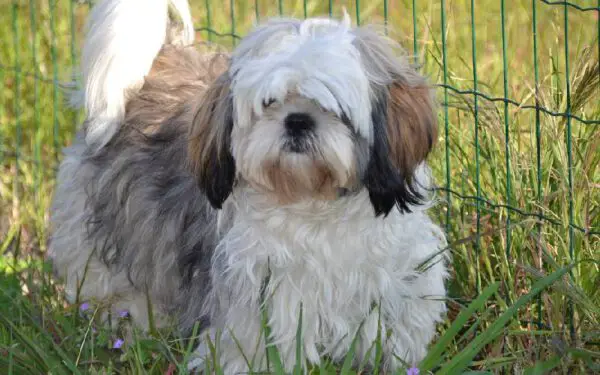 As 12 melhores raças de cães para quem trabalha fora As 12 melhores raças de cães para quem trabalha fora