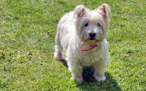 As 12 melhores raças de cães para quem trabalha fora As 12 melhores raças de cães para quem trabalha fora