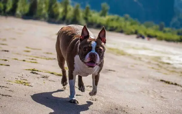 As 12 melhores raças de cães para quem trabalha fora