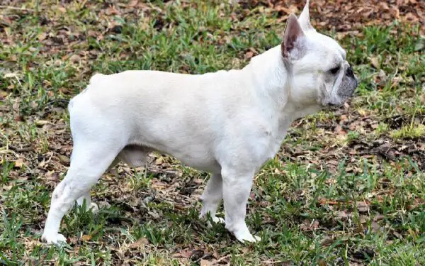 As 12 melhores raças de cães para quem trabalha fora As 12 melhores raças de cães para quem trabalha fora