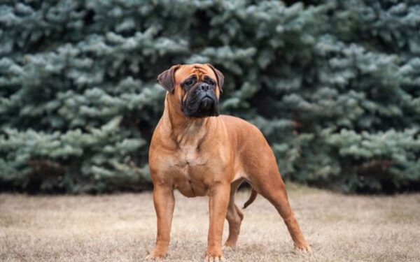 As 12 melhores raças de cães para quem trabalha fora As 12 melhores raças de cães para quem trabalha fora
