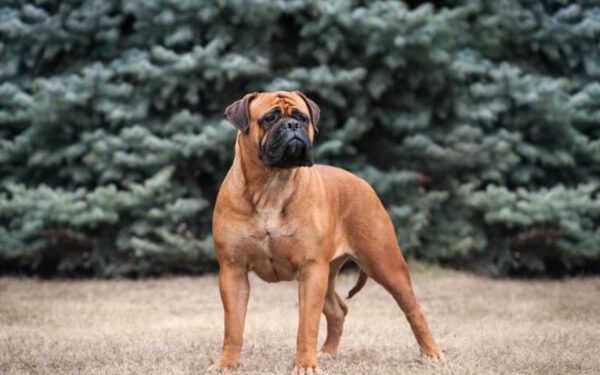 As 12 melhores raças de cães para quem trabalha fora