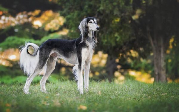 As 12 melhores raças de cães para quem trabalha fora As 12 melhores raças de cães para quem trabalha fora