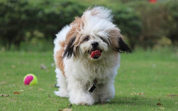 As 12 melhores raças de cães para quem trabalha fora As 12 melhores raças de cães para quem trabalha fora