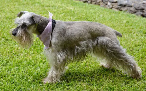 As 12 melhores raças de cães para quem trabalha fora As 12 melhores raças de cães para quem trabalha fora