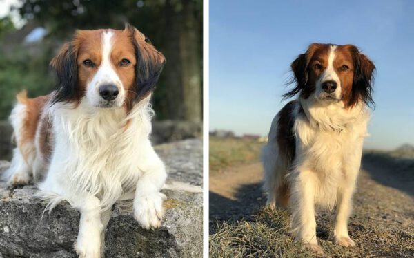 As raças caninas mais estranhas do mundo