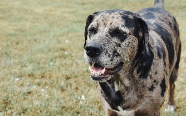 As raças caninas mais estranhas do mundo