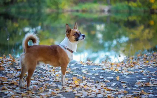 As raças caninas mais estranhas do mundo