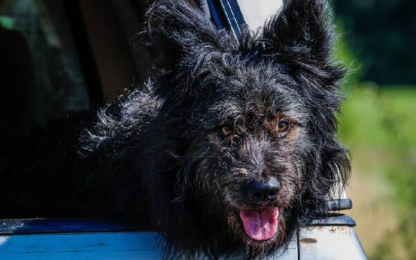 As raças caninas mais estranhas do mundo