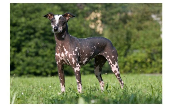 As raças caninas mais estranhas do mundo