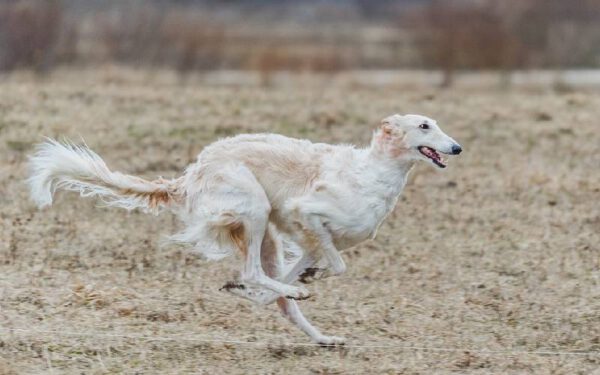 As raças caninas mais estranhas do mundo