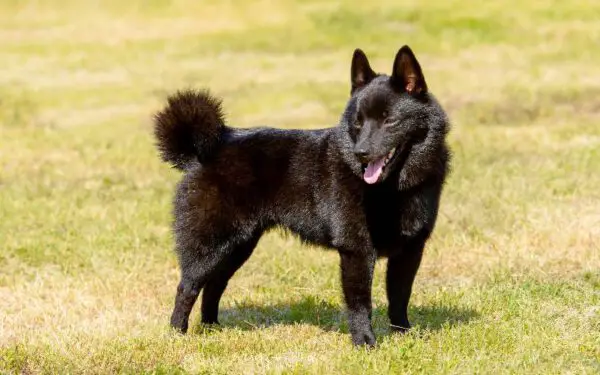 As raças caninas mais estranhas do mundo