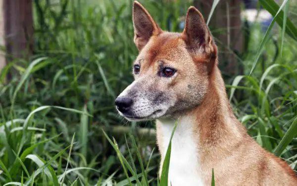 As raças caninas mais estranhas do mundo