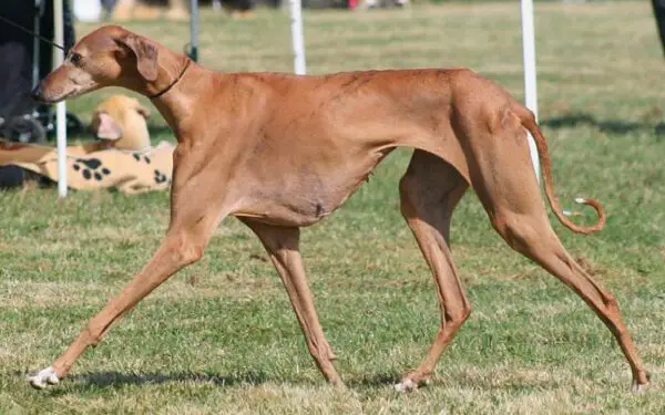 As raças caninas mais estranhas do mundo