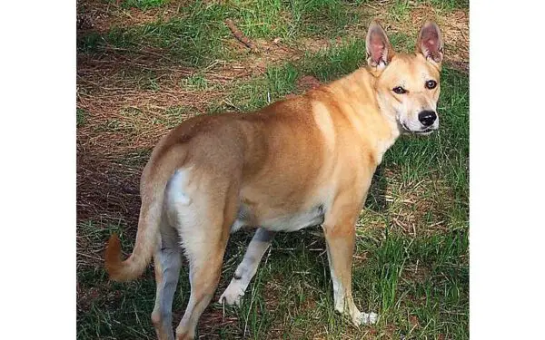 As raças caninas mais estranhas do mundo