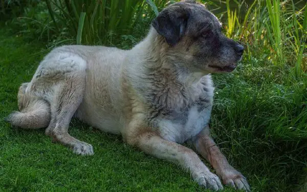 As raças caninas mais estranhas do mundo