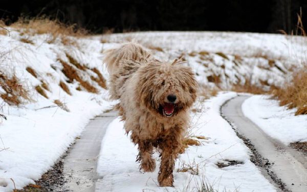 As raças caninas mais estranhas do mundo