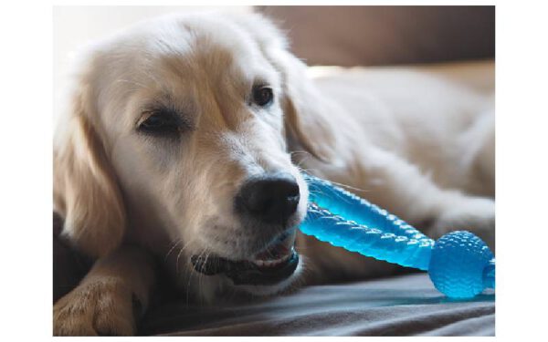 brinquedos para a limpeza dos dentes dos cachorros