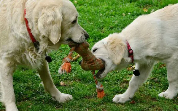 brinquedos para a limpeza dos dentes dos cachorros