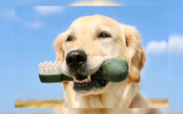 brinquedos para a limpeza dos dentes dos cachorros