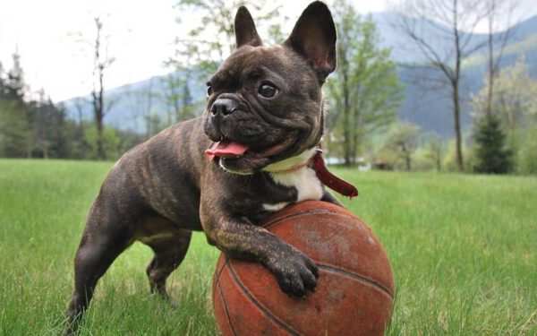 Raças de cães ideais para pessoas preguiçosas