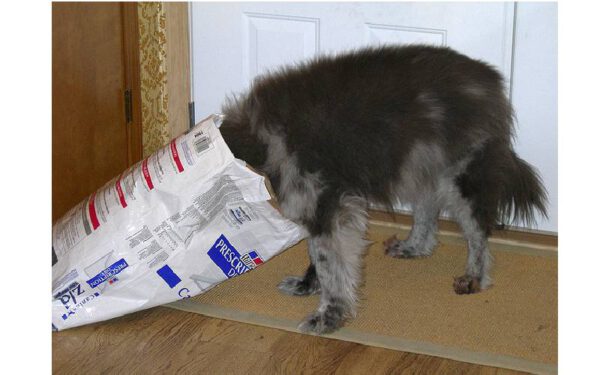 Cachorro comendo rápido demais: o que fazer?