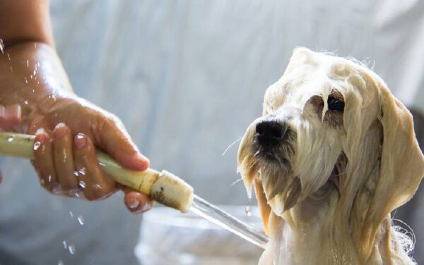 Com que frequência se deve dar banho nos cachorros?