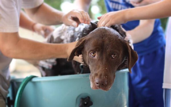 Com que frequência se deve dar banho nos cachorros?