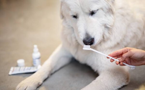 Creme dental com bicarbonato de sódio para cães: pode ou não?