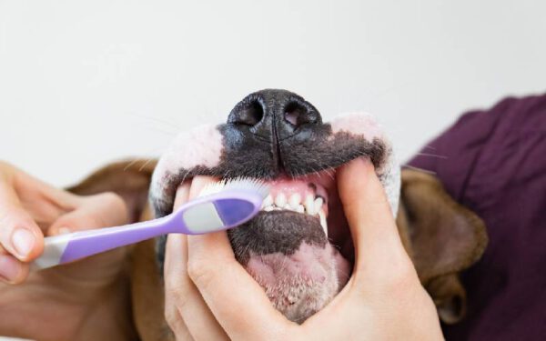 Creme dental com bicarbonato de sódio para cães: pode ou não?