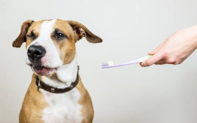 Creme dental com bicarbonato de sódio para cães: pode ou não?