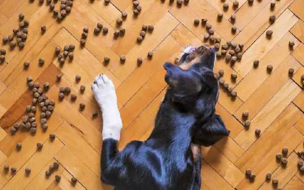 Dicas para trocar a comida do cachorro