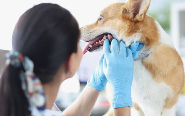 Doenças dentárias: elas afetam a saúde dos cachorros de diversas maneiras