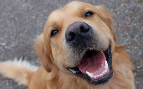 Doenças dentárias: elas afetam a saúde dos cachorros de diversas maneiras