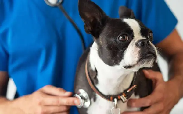 Doenças dentárias: elas afetam a saúde dos cachorros de diversas maneiras