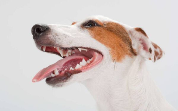 Doenças dentárias: elas afetam a saúde dos cachorros de diversas maneiras