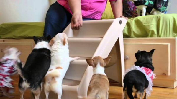 Escadas para cachorro: qual escolher?